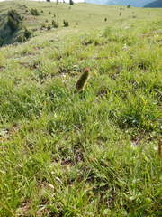 Phleum alpinum