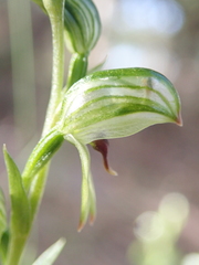 Pterostylis williamsonii