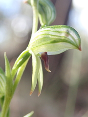 Pterostylis williamsonii
