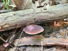 Gyroporus purpurinus