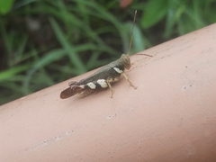 Apalacris varicornis