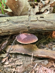 Gyroporus purpurinus
