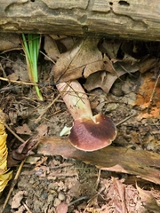Gyroporus purpurinus
