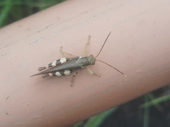 Apalacris varicornis