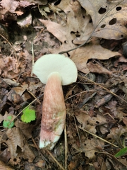Gyroporus purpurinus