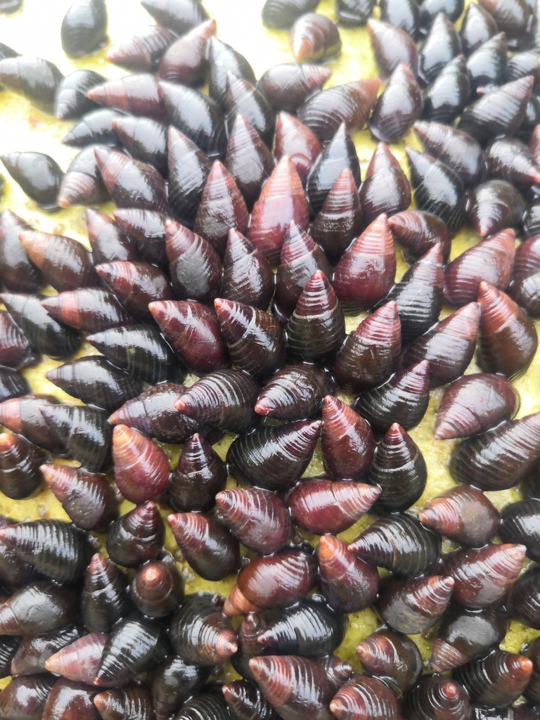 Supplanaxis obsoletus