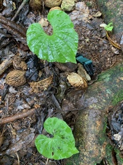 Nervilia concolor