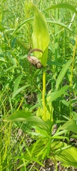 Cypripedium calceolus