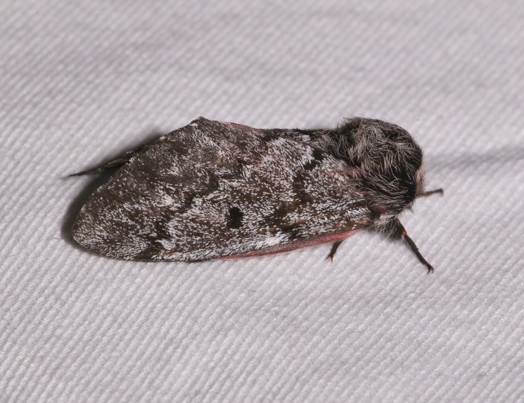 Doris' Pinemoth