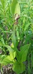 Cypripedium calceolus