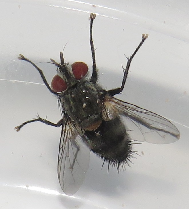 Bristle Flies from iSimangaliso, South Africa on April 3, 2018 at 05:29 ...