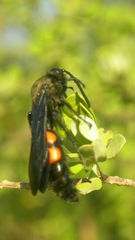 Pygodasis ephippium ephippium