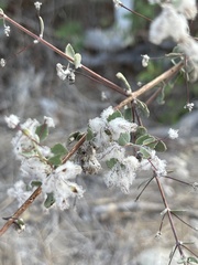 Condea laniflora