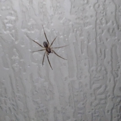 Xeropigo tridentiger