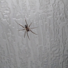 Xeropigo tridentiger
