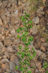 Chamaecytisus ruthenicus