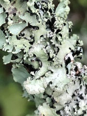 Parmotrema subisidiosum