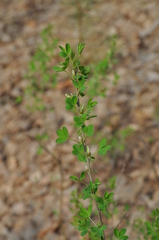 Chamaecytisus ruthenicus