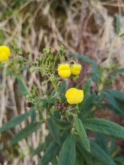 Calceolaria