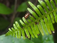 Cryptocephalus trifasciatus