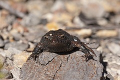 Pseudophryne semimarmorata