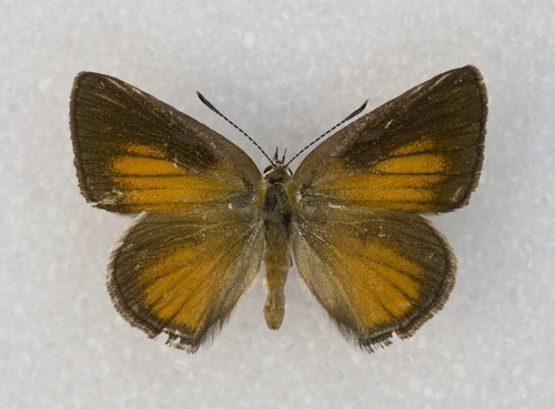Behr's Hairstreak