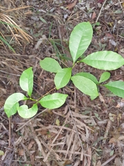 Tabernaemontana pandacaqui