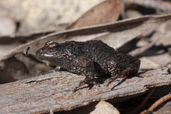 Pseudophryne semimarmorata