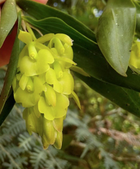 Epidendrum envigadoense