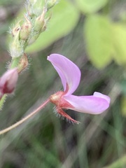 Desmodium grahamii