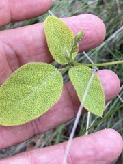 Desmodium grahamii