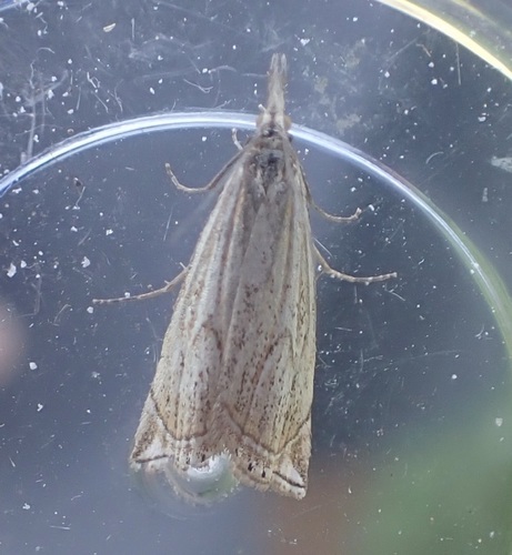 iNaturalist observation photo of Grass-veneers and Allies