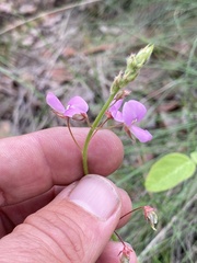 Desmodium grahamii