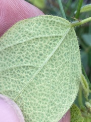 Desmodium grahamii