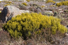 Orites acicularis