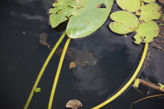 Astronotus ocellatus
