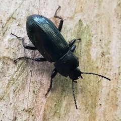Centronopus calcaratus