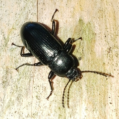 Centronopus calcaratus