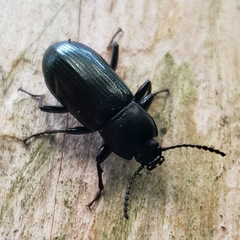 Centronopus calcaratus