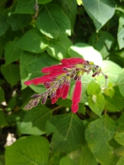 Salvia tubifera
