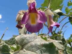 Proboscidea louisianica