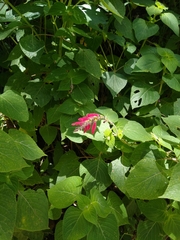 Salvia tubifera
