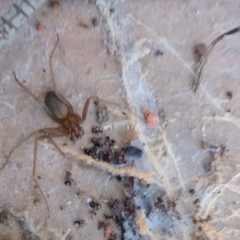 Loxosceles amazonica