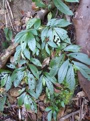 Elatostema reticulatum