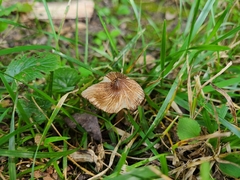 Pseudosperma notodryinum