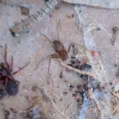 Loxosceles amazonica