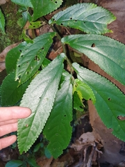 Elatostema reticulatum