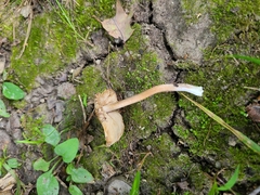 Pseudosperma notodryinum