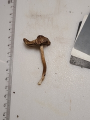 Pseudosperma notodryinum