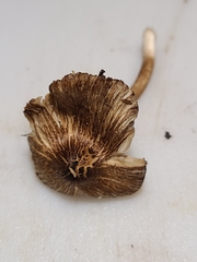 Pseudosperma notodryinum